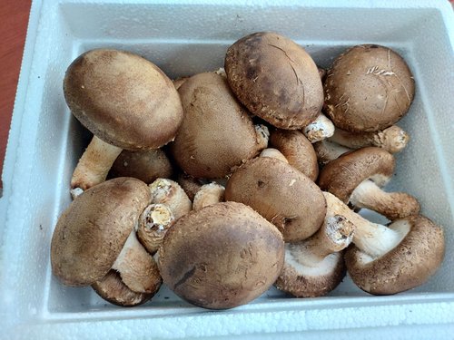 [산지직송] 송이고버섯 1등급 1kg /당일수확