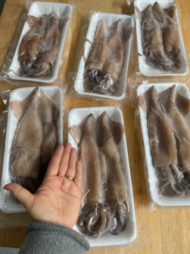 [자연맛남] 깔끔하게 손질된 손질 오징어 12마리 1.8-2kg내외