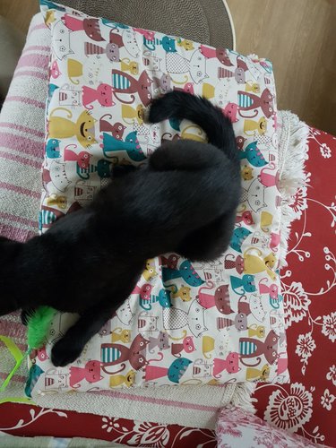 힐링타임 꿀잼 놀이터 바스락 방석 고양이방석 대형 색상랜덤