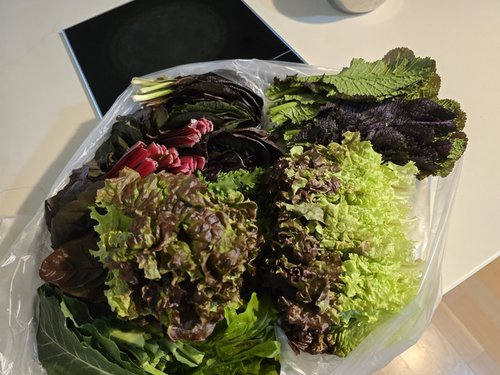 용천 유기농 쌈채소 1kg