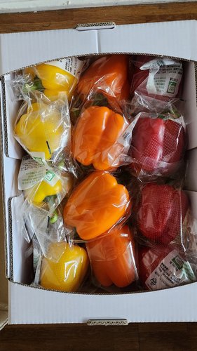 프리미엄 당일수확 개별포장 (레드+오렌지+옐로) 파프리카 5kg