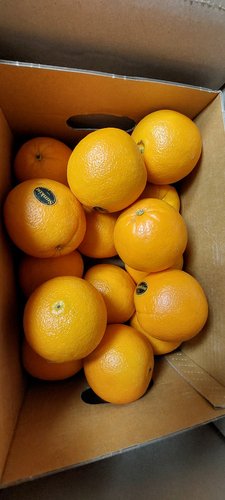 썬키스트 네이블 오렌지 대과 16과 3.8kg (개당 235g내외)