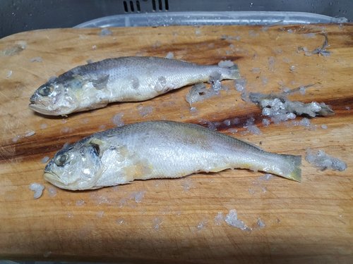 [냉동][국산] 영광 참굴비 (3호, 700g/10미)