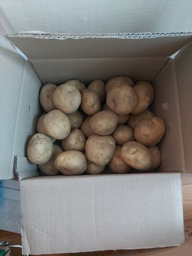 [유명산지][감동]감자 3kg 특크기(찜용/요리용크기)