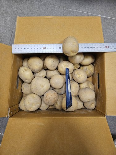 [이정식님 생산] 햇 수미 감자 3kg 대