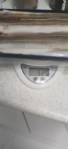 [피쉬테이블]통영 순살 활바다장어(대)  1kg(손질 후 650g 내외)(4-5미)(머리 제외)+소스