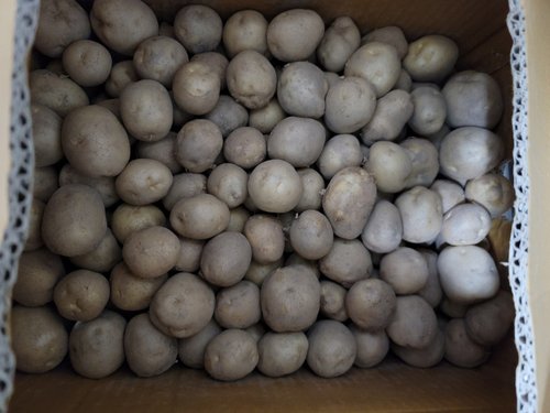 정원농장 국내산 감자 10kg/조림용
