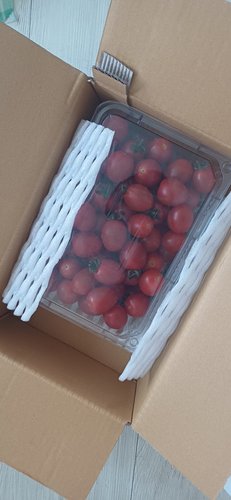 [당일수확발송] 무농약 대추방울토마토 1kg (1-3번과/로얄과) 농협 로컬푸드