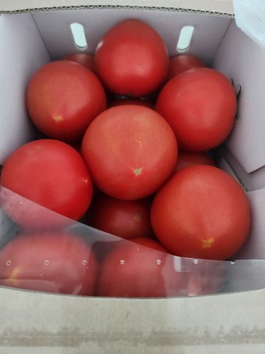 친환경 토마토(3kg/박스)