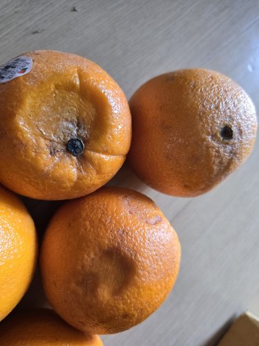 식탐대첩 카라카라 오렌지 중과30개 약5.7kg