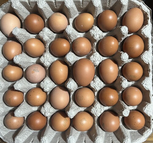 어린닭이 낳은 계란 30개입 (소란, 1050g)