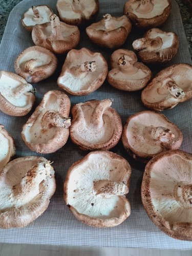 I`mperfect 향이 가득한 표고버섯 (500g)