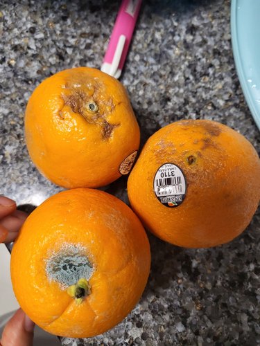 식탐대첩 카라카라 오렌지 중과20개 약3.8kg