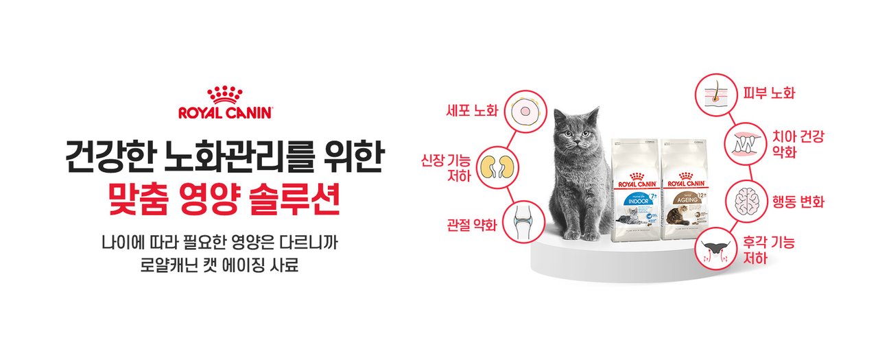 고양이_에이징