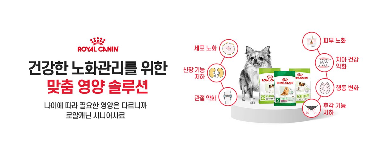 강아지_에이징