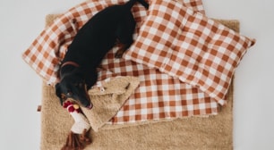 ZARA HOME PET COLLECTION 사랑스러운 반려동물 컬렉션
