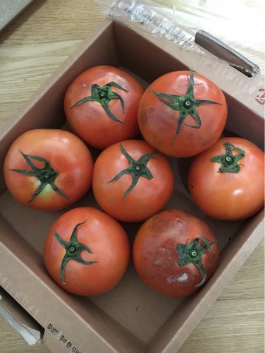 친환경 토마토 1.5kg/박스