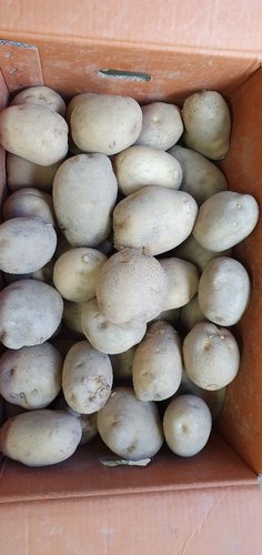 [자연맛남] 포슬포슬 국내산 서홍감자 3kg (왕특)