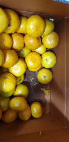 [제주 서귀포] 새콤달콤 당도높은 햇감귤 5kg (중과)