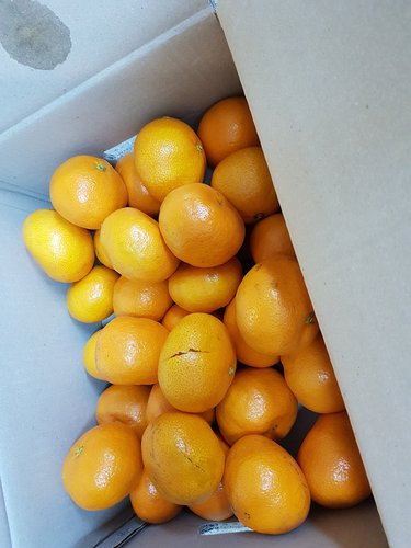 [제주 서귀포] 새콤달콤 당도높은 감귤 5kg (로얄과)