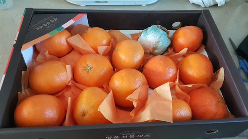 [감동]제주 레드향 4.5kg 15-19과  과일선물세트