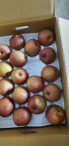 [새의성농협] 가정용 맛있는 사과 10kg내외 랜덤 사이즈(20~50입내)/box