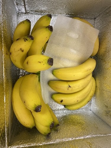 [가락시장 새벽 경매상품][필리핀] 고당도 바나나 2다발 2~3kg내외_아이스박스