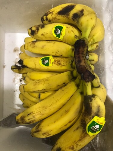 [가락시장 새벽 경매상품][필리핀] 고당도 바나나 2다발 4~3kg내외_아이스박스