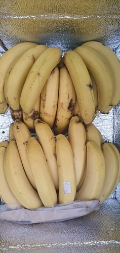 [가락시장 새벽 경매상품][필리핀] 고당도 바나나 2다발 2~3kg내외_아이스박스