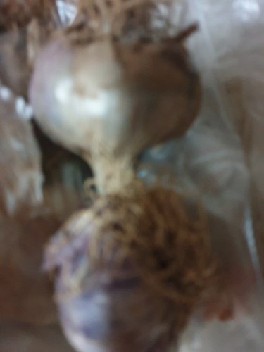 [미운영]장아찌용 햇 마늘 30개입/4cm이하/주대제거(박스)