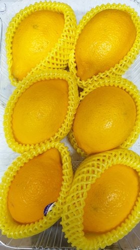 과즙뚝뚝 빈틈없는 칠레산 점보 레몬 6입 (팩)