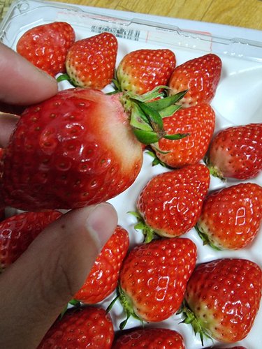산청 설향 딸기 800g 대
