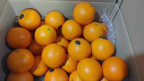 [가락시장 경매 식자재 과일][남아공] 발렌시아 오렌지 30~33입 5.7kg내외(개당 180~190g내외)