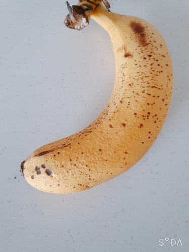 [콜롬비아산] 바나밸리 프레쉬 바나나 1송이 (1.1kg내외)