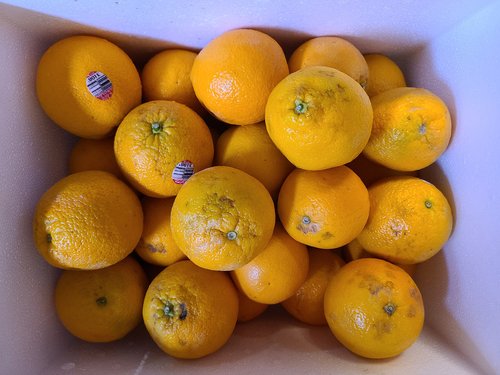 [가락시장 경매 식자재 과일][남아공] 발렌시아 오렌지 30~33입 5.7kg내외(개당 180~190g내외)