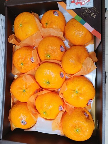 [감동]제주 레드향 4.5kg 15-19과  과일선물세트