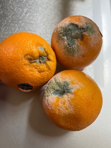 (G)당도선별 카슈골드 오렌지 4.5kg