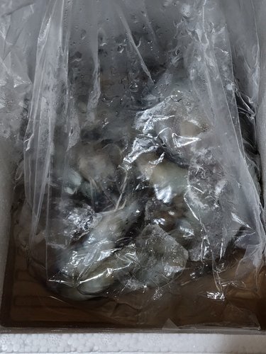 제철 생물 흰다리새우 1kg(33미 내외) 제철 대하_국내산