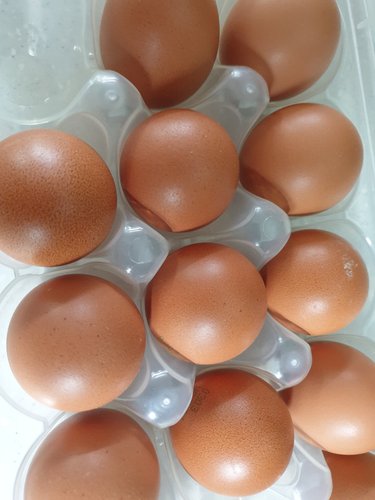지리산 산골 어린닭이 낳은 신선햇달걀 20입