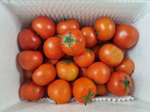 [가락시장 경매 식자재 과일]토마토 5kg내외(3~5번)/box