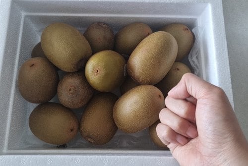 [가락시장 경매 식자재 과일][특점보] [뉴질랜드] 제스프리 골드키위 2.1kg/box 14~16입내 (개당180~150g내외)