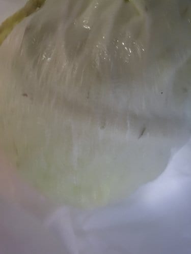 [미운영]깨끗이 손질된 양배추 (1통)