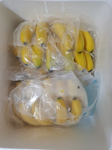 [가락시장 새벽 경매상품][필리핀] 고당도 바나나 6kg내외 1박스 (3~4수)_아이스박스