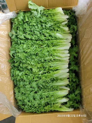 [가락시장 경매 식자재 채소]치커리 2kg/box