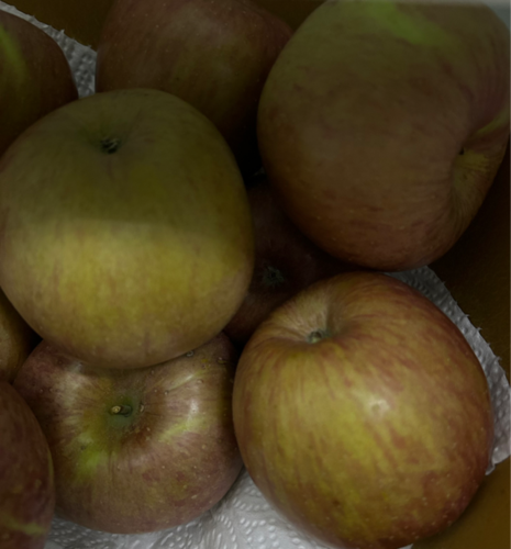 고당도 사과 1.2kg (봉)
