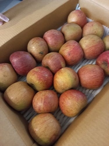 [유명산지] 못생겨도 맛좋은 가정용 사과(흠과) 8kg 20-40과내
