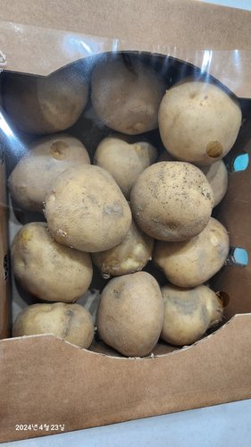 유명산지 감자 (2kg내외/박스)